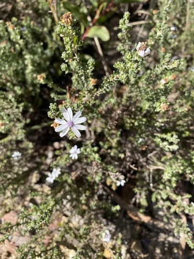 Olearia minor, photographed by Andrew Allen