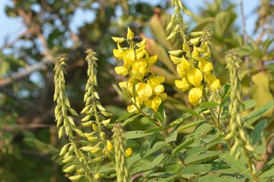 Crotalaria retusa, photographed by S.MORE