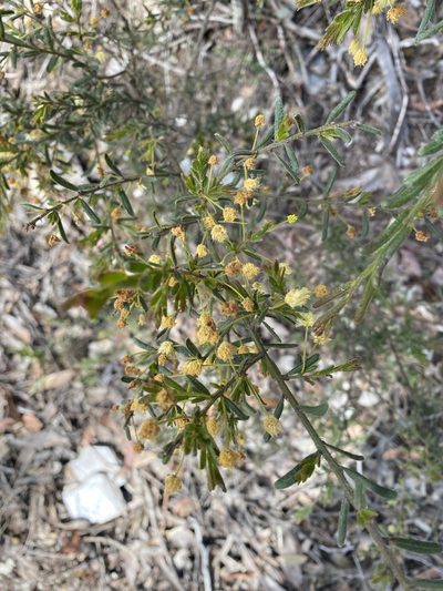 Acacia aspera, photographed by Andrew Allen