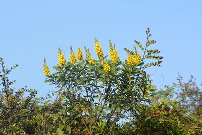 Crotalaria retusa, photographed by S.MORE