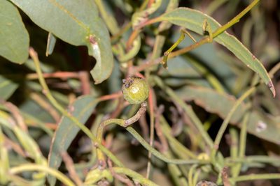 Cassytha melantha, photographed by Andrew Allen
