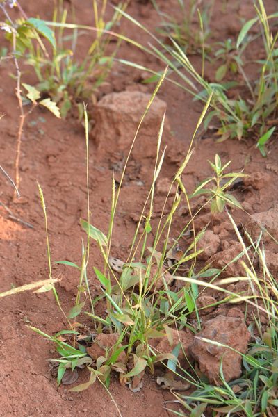 Ischaemum impressum, photographed by S.MORE