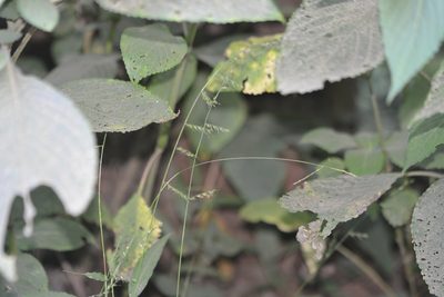 Oplismenus compositus, photographed by S.MORE