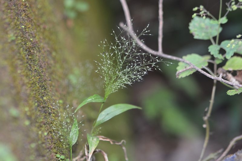 Arundinella pumila, photographed by S.MORE