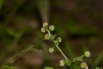 Dichrocephala integrifolia, photographed by S.MORE