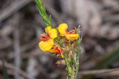 Dillwynia sericea, photographed by Andrew Allen