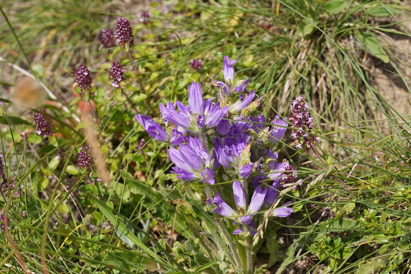 Campanula spicata, photographed by Julia Moning