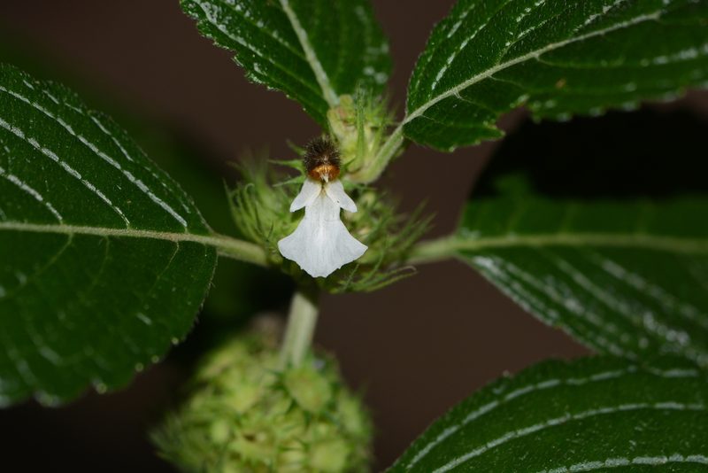 Leucas ciliata, photographed by S.MORE
