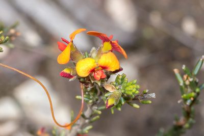 Dillwynia sericea, photographed by Andrew Allen