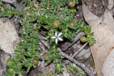 Rhytidosporum procumbens, photographed by Andrew Allen