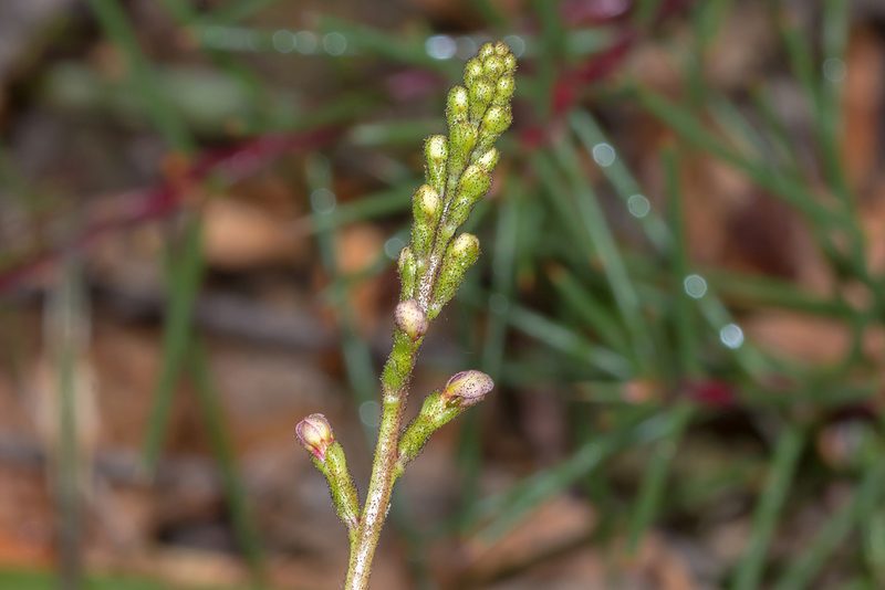 Stylidium armeria, photographed by Andrew Allen