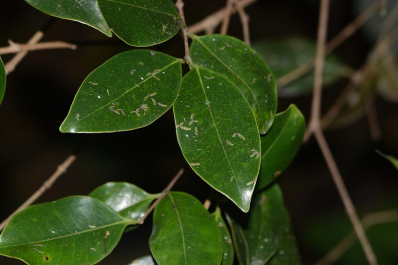 Memecylon umbellatum, photographed by S.MORE