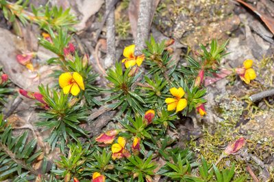 Pultenaea pedunculata, photographed by Andrew Allen