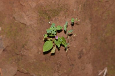 Canscora diffusa, photographed by S.MORE