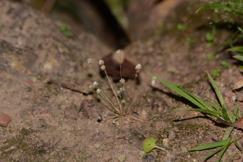 Eriocaulon stellulatum, photographed by S.MORE