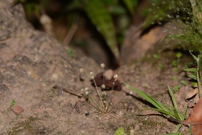 Eriocaulon stellulatum, photographed by S.MORE