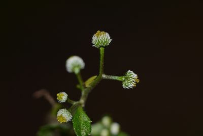 Dichrocephala integrifolia, photographed by S.MORE