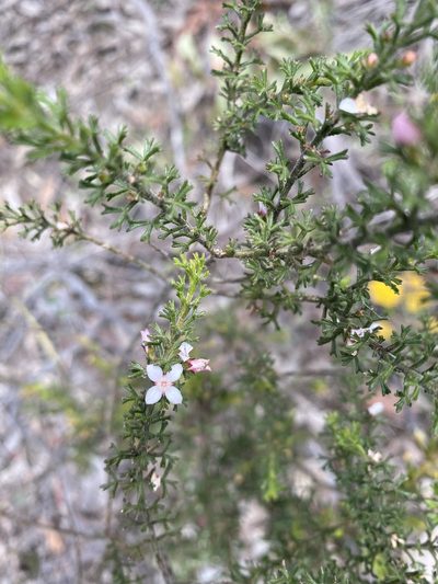 Cyanothamnus anemonifolius, photographed by Andrew Allen