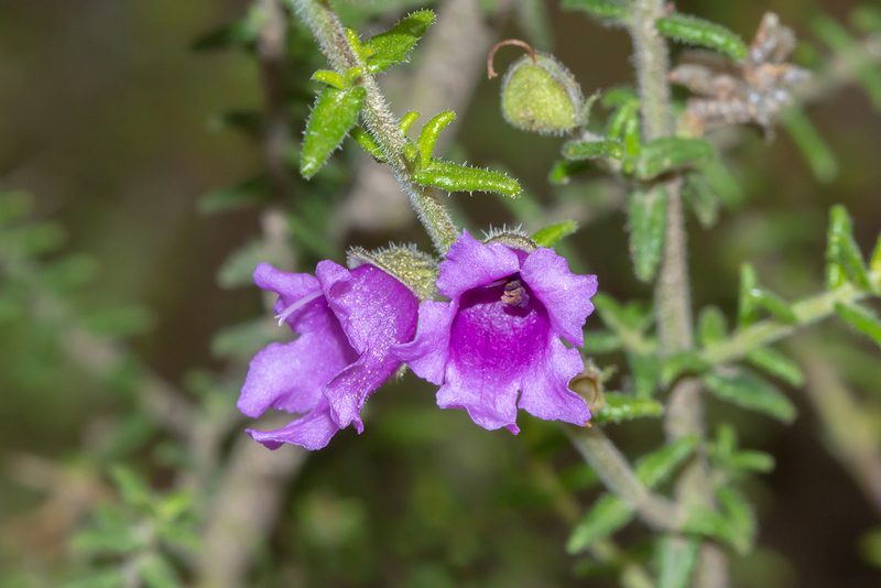 Prostanthera decussata, photographed by Andrew Allen