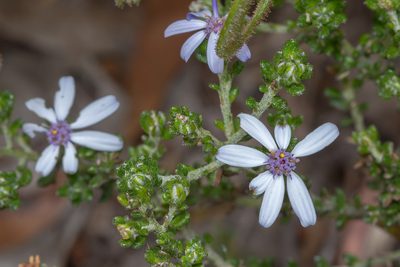Olearia minor, photographed by Andrew Allen