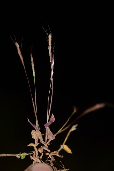Arthraxon lanceolatus, photographed by S.MORE