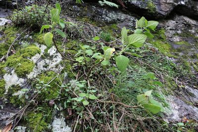 Coleus graveolens, photographed by Greg Tasney