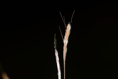 Arthraxon lanceolatus, photographed by S.MORE