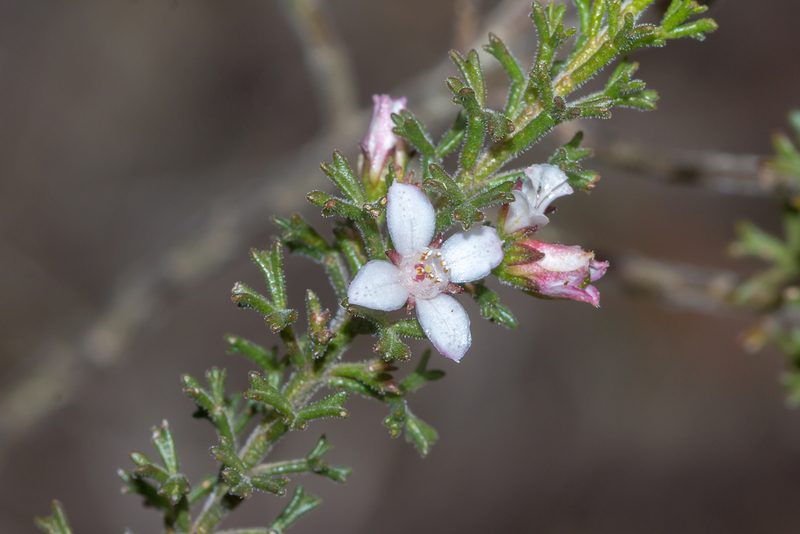 Cyanothamnus anemonifolius, photographed by Andrew Allen