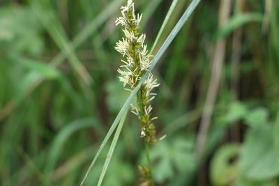 Carex appressa, photographed by Greg Tasney