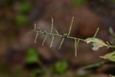 Paspalum canarae, photographed by S.MORE