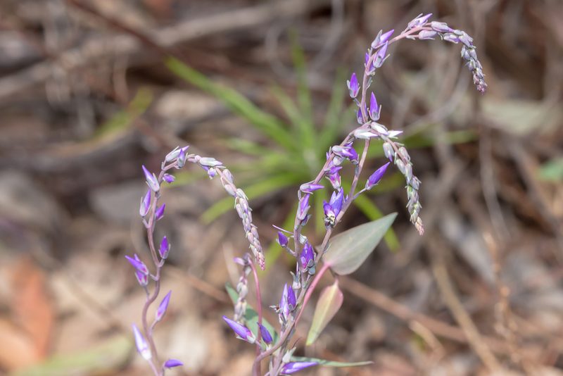Veronica perfoliata, photographed by Andrew Allen