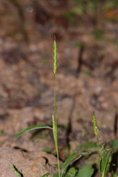 Ischaemum impressum, photographed by S.MORE
