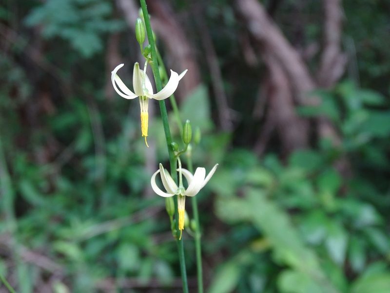 Echeandia luteola, photographed by Alexis López Hernández