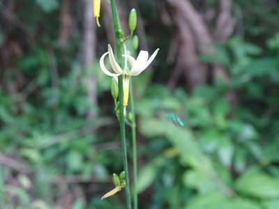 Echeandia luteola, photographed by Alexis López Hernández