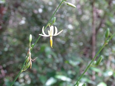 Echeandia luteola, photographed by Alexis López Hernández