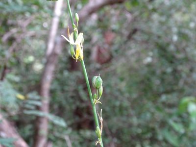 Echeandia luteola, photographed by Alexis López Hernández