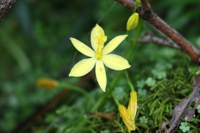 Bulbine vagans, photographed by Greg Tasney