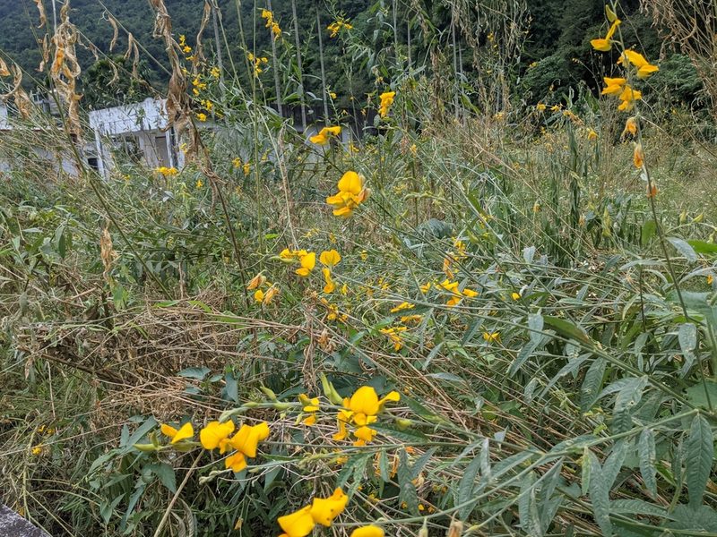 Crotalaria juncea, photographed by Chen Jia Hong