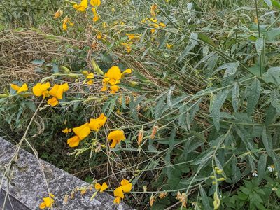 Crotalaria juncea, photographed by Chen Jia Hong