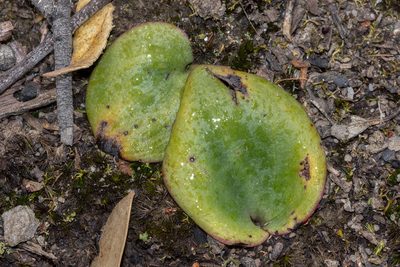 Pyrorchis nigricans, photographed by Andrew Allen