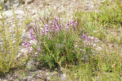 Epilobium fleischeri, photographed by Julia Moning