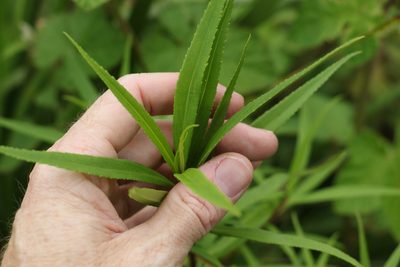 Myoporum betcheanum, photographed by Greg Tasney