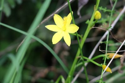 Bulbine vagans, photographed by Greg Tasney