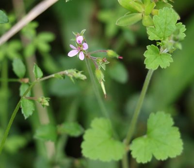 Pelargonium inodorum, photographed by Greg Tasney