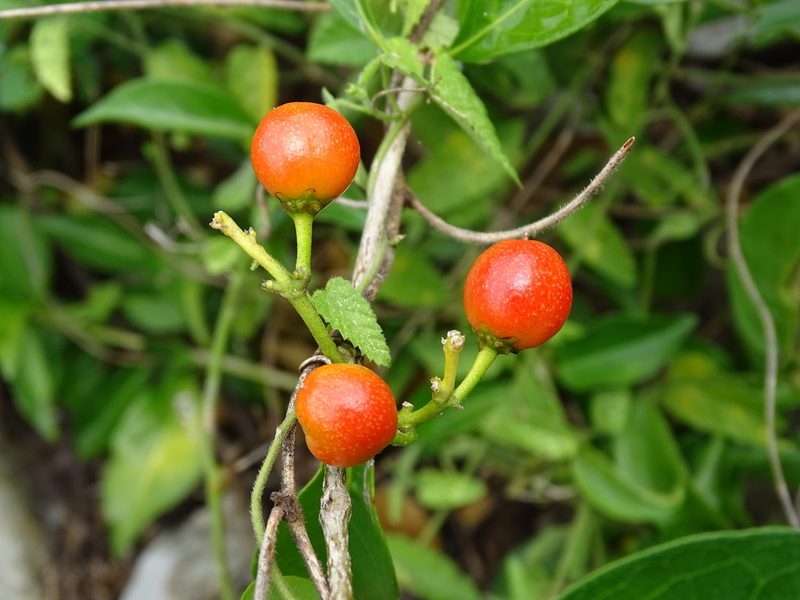 Bunchosia swartziana, photographed by Alexis López Hernández