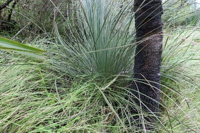 Xanthorrhoea glauca, photographed by Greg Tasney