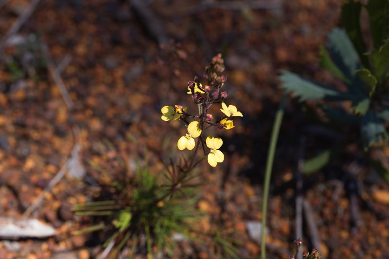 Stylidium diuroides, photographed by Hugo Innes