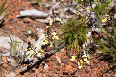 Stylidium diuroides, photographed by Hugo Innes