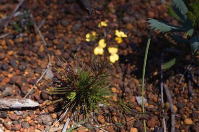 Stylidium diuroides, photographed by Hugo Innes