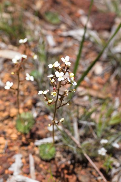 Stylidium ciliatum, photographed by Hugo Innes
